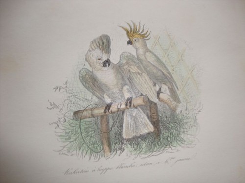 Encadrer ancienne gravure - a,