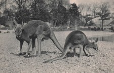 75 PARIS PARC ZOOLOGIQUE DU