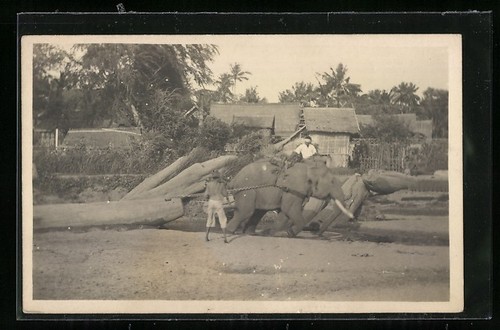 Carte postale éléphant - , de