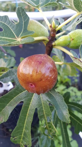 Ficus carica précoce de - ficus,