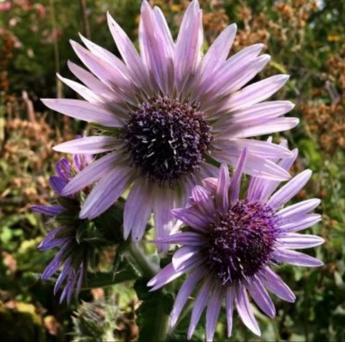 Heirloom zulu warrior flower - zulu,
