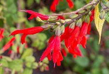 Salvia gesneriifolia Téquila ° 1 plant en godet