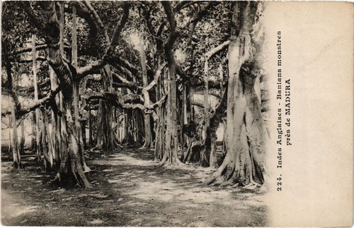 Cpa madura banians - banians, monstres