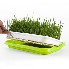  Bean Sprout Bateau de