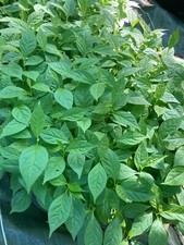 Diospyros lotus, 10 à 200 jeunes plantes de semis.