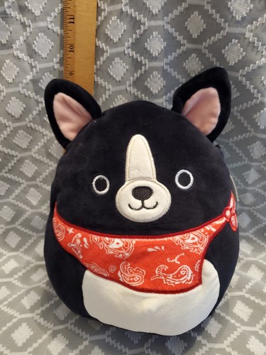 Teddy the boston terrier - teddy,