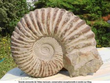 Grande ammonite de l'Atlas