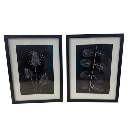 Ikea ribba botanical framed - ikea,