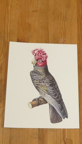 Cacatoès huppé peinture - le,