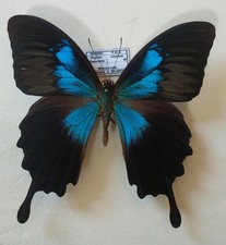 Papilio ulysse gabrielis mâle