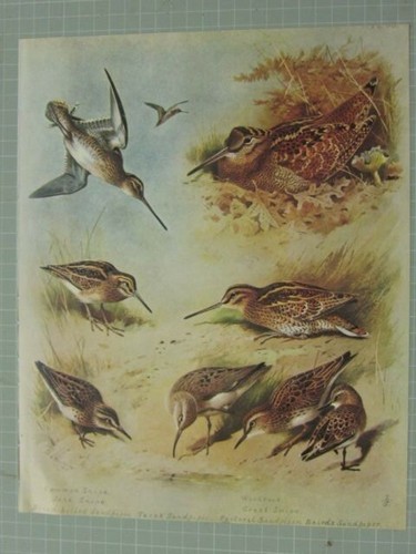 Beau thornburn oiseau imprimé - beau,