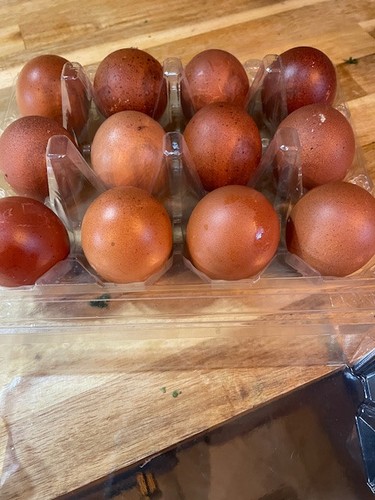French copper maran - french, chicken