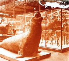 Phoque Cerf Animal empaillé Zoologie c1920 Photo Stereo Vintage Plaque Pn1