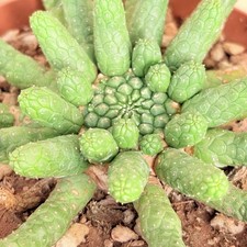 Euphorbia esculenta, pot 14 cm