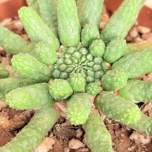 Euphorbia esculenta pot cm - euphorbia, 14
