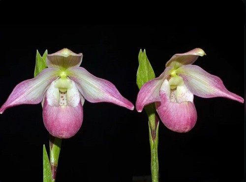 Phragmipedium professor braem - phragmipedium,