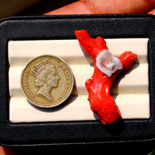 21,3 cts fleur de corail blanc