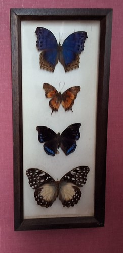 Ancien cadre avec papillons - cadre,