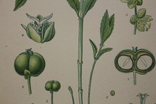 Fleur BOTANIQUE Planche