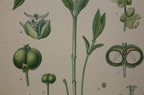 Fleur botanique planche - fleur,