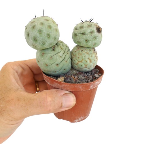Tephrocactus geometricus black - geometricus,