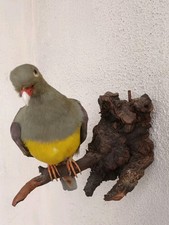 Ancienne Taxidermie Oiseau