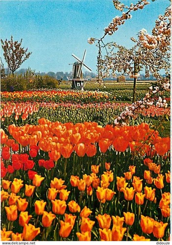 Carte postale moulin à - postale,