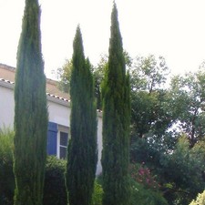 Cupressus sempervirens