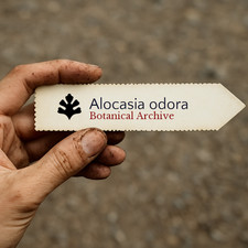 Alocasia odora SEEDS - GRAINES