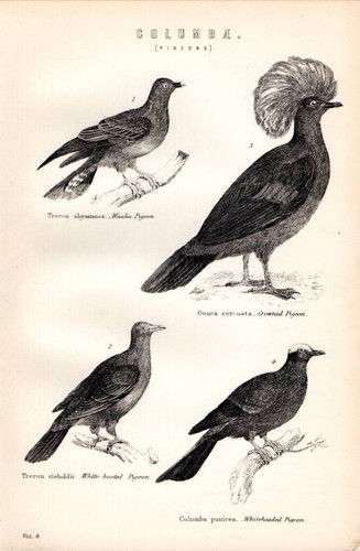 1880 imprimé naturel - 1880, imprimé~naturel