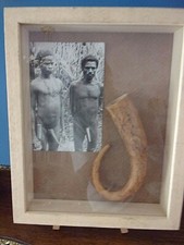 CURIOSA Etui végétal pour pénis - Sépik Nlle-Guinée - INDONESIE