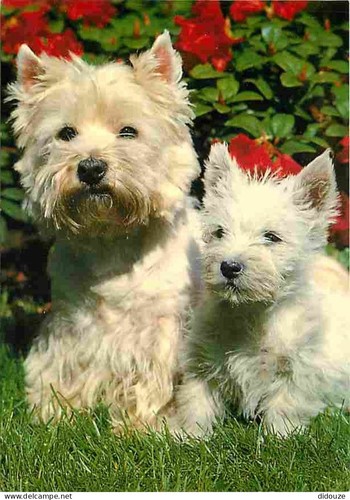 Carte postale animaux - -,