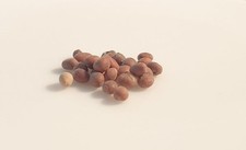 LOT DE 10 GRAINES DE PALMIER WASHINGTONIA ROBUSTA 