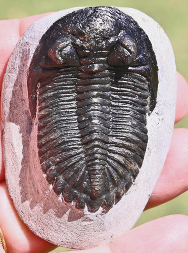 Trilobite fossil hollardops - trilobite,