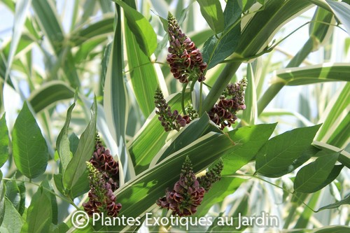 Apios americana glycine - apios,