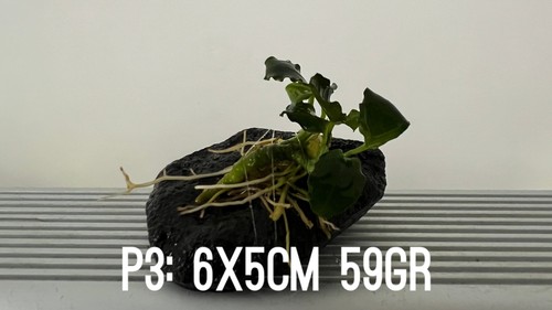 Plante aquarium anubias nana - anubias,