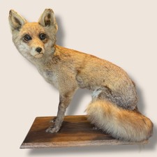 🦊 Renard naturalisé sur