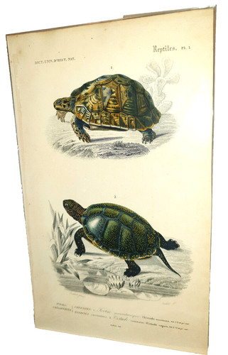 Gravure ancienne planche - ancienne,