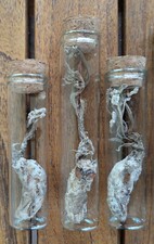 1X Cigale Zombie / Zombie Cicada | oddities / cabinet de curiosité