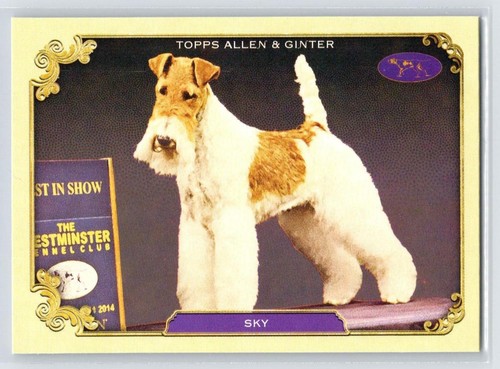 Sky 2024 topps allen - sky,