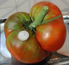 TOMATE RAF GÉANTE, 50 Ensemble + GRATUIT