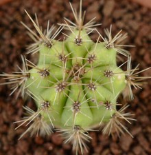 Cereus specie south of