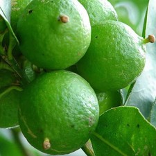 Citrus aurantifolia mexicana - citrus, 'mexicana'