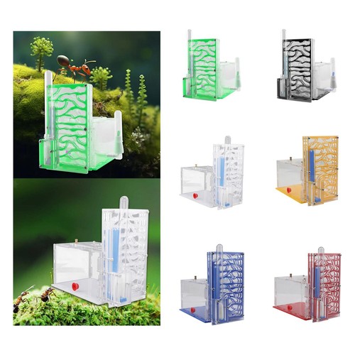 Nid fourmis transparent et - transparent,