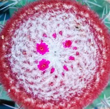 Melocactus rubrispinus 10