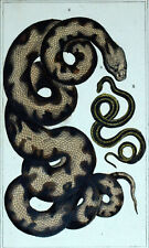 LE PYTHON MOLURE et COULEUVRE RAYEE ou SERPENT JARRETIERE gravure estampe 19eme