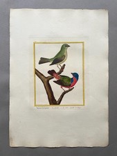 Verdiers de la Louisiane