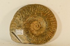 Ammonite Hildaites avec un