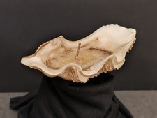 Bénitier Ancien Coquillage Bougie