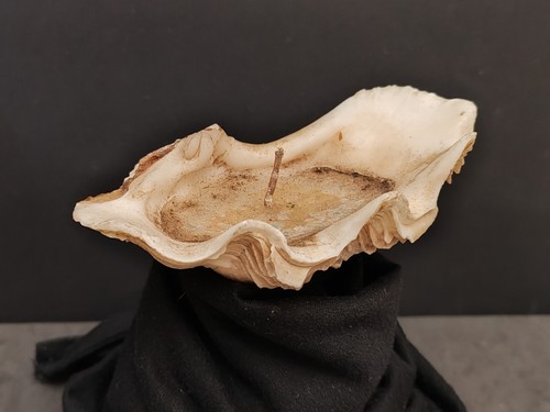 Bénitier ancien coquillage - bénitier,